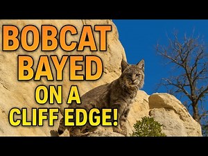 Bobcat Track to Cliff Catch — One of Our Craziest Hunts Yet!