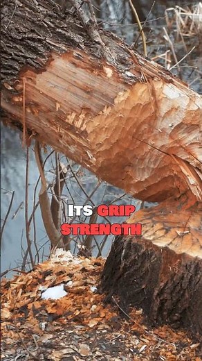 The Coconut Crab Climbs Trees and Breaks Open Coconuts With Its Claws