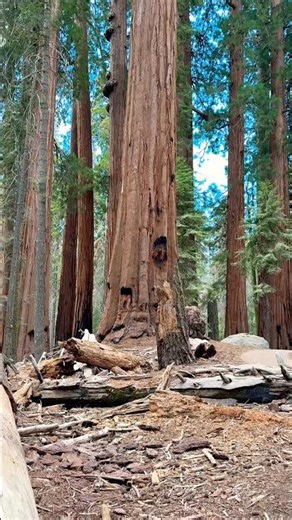Among the giant sequoias 🌲 #Sequoia #Nature #California