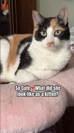 Our Calico Cat Was the Cutest Kitten❣️|WujiKitty