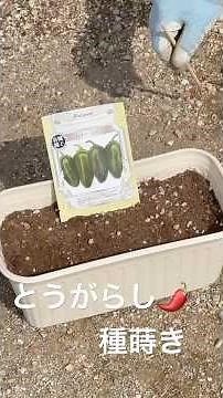 とうがらし🌶️種蒔き！ #とうがらし栽培 #とうがらし #唐辛子 #トウガラシ #種蒔き #種まき #家庭菜園ライフ #家庭菜園