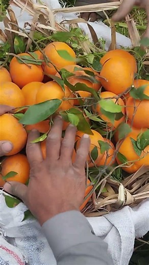 Fresh Oranges Harvesting | Fresh Oranges Picking & Packing | Satisfying Farm Video #shorts