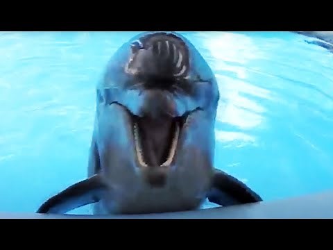 Amazing Dolphins - Funny And Cute Doplhins Compliation [Funny Pets]