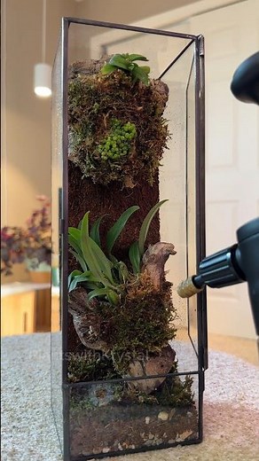 Creating a mini orchid terrarium #terrarium #orchidcollection #orchidcare