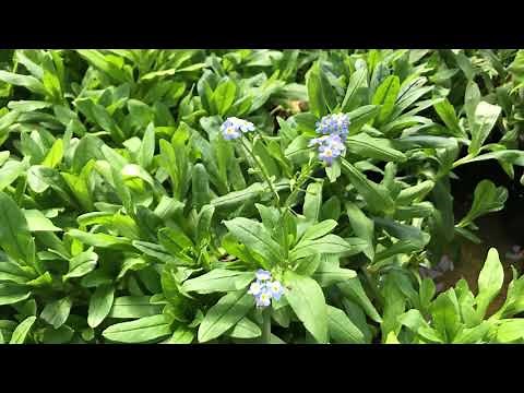 Water forget-me-not