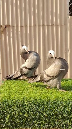 Blue Bar Family 🌙🕊️ #tamilpigeon