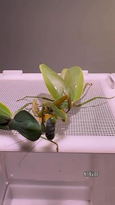 406K views · 4.4K reactions | #mantis vs #mantis | 蚂蚁哥 | Facebook