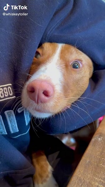 Hilarious Moments of Dogs Begging for Food