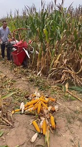 tractor for corn🧐 #viralreels #reelsviral #buildingtips #craftsmanship #howto #diy | How is it Done