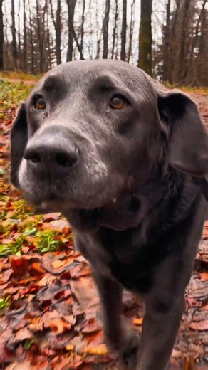 Gentle Walk with a Senior Lab 🐶🍂 | DOG TV