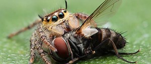 Order Up: 15 Animals That Always Have Insects On the Menu