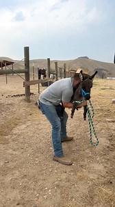 22K views · 428 reactions | Every toddler being carried out of Toys R Us #idontwanttogrowup #tantrumtime #toddlertantrum #babyminid | Double Donkey Ranch | Facebook