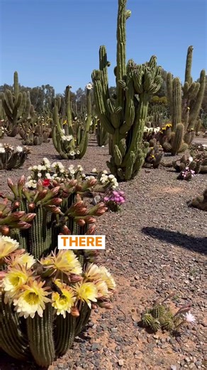 If you can get here this weekend you’ll be in for an amazing display of flowers. This is just a small fraction of what’s in flower 😊🌵 | Cactus Country