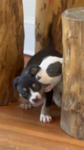 Two girls available blk/wht and all white hit me 240-585-0097