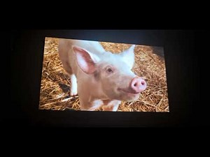 Charlotte's Web ending Scene