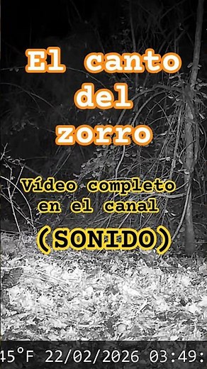 El canto del zorro | Micro-documental de naturaleza salvaje en España