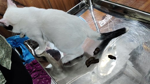 Dwarf cat🐑 | Doctor's Pet Care