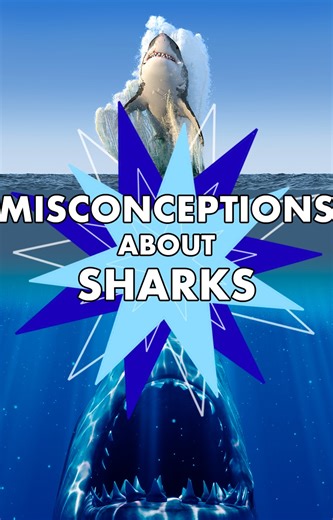 6.3K views · 14 reactions | We're debunking some myths about sharks. From whether or not punching them in the nose is a valid defense tactic, to how Steven Spielberg's Jaws changed people's perception of these creatures. Dive on in, the water's fine. | Mental Floss | Facebook