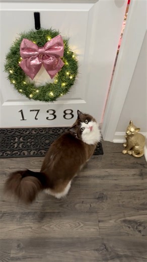I still have some little DIY projects to finish…but most of the big things are complete in Meredith’s apartment! I love how much she loves her little space! 🥹🎀💗 #catsoffacebook #catreels #ragdollcat #spoiledpets #meredithmaeragdollcat #cuteanimals #catlife #PetReels #petlovers #catroomtour #catapartment | Meredith Ragdoll Cat