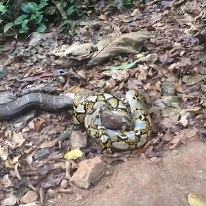 King Cobra vs Python in the jungle - Amazing Snake World Via: Snake World TV | Animal Home