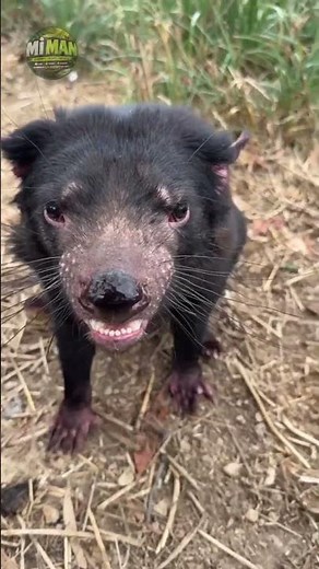 The Most Fearless Animal You've NEVER Heard Roar! 😳🔥 Tasmanian Devil #animals #facts
