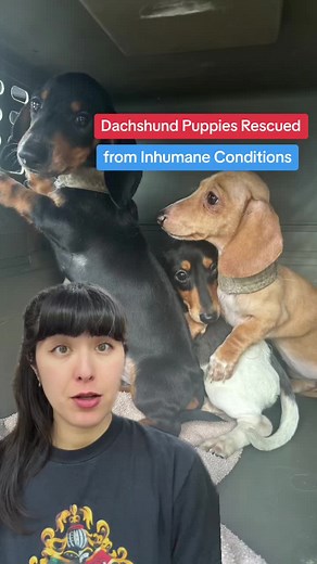 More than 2 dozen dogs were rescued from inhumane living conditions in the Okanagan #bc #britishcolumbia #spca #rescuedog #rescuedogs #canada #tiktokcanada