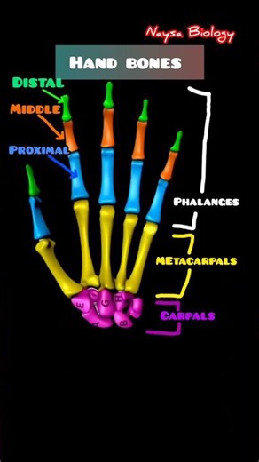 Hidden Bones in Your Hand 🤯 | #Shorts #biology #bones