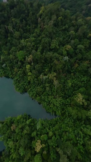 Exploring the Depths of the Jungle