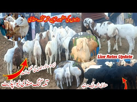 Talagng turkey dumba Mandi. New update - Dumba kids - ziro zaiz turkey dumba farming Talagng