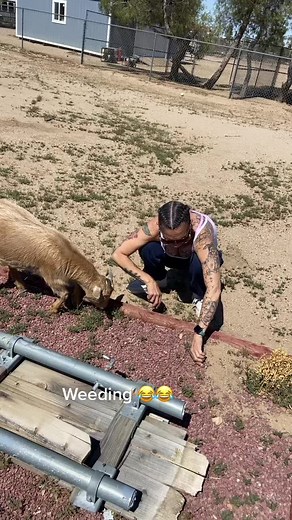 Gardening #themgranny #family #goat #farmlife #fyp #gardening #momsoftiktok
