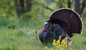 Wild Turkey Anatomy and Physiology | OutdoorHub