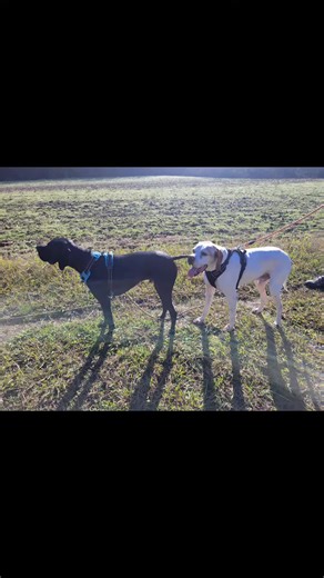 belle promenade en forêt #pointeranglais #pointerserpentnoir #tropmignon #chiens #campagne