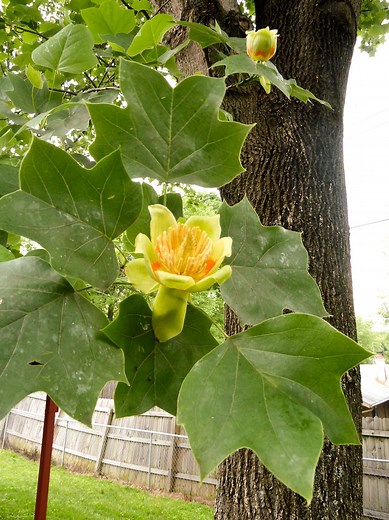 Grow a Native Tulip Tree for Its Beautiful Flowers and Fall Foliage