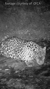 27K views · 152 reactions | Leopards in China’s capital  | The China Current | Facebook