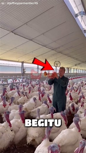 DIKETAWAIN KALKUN 😂