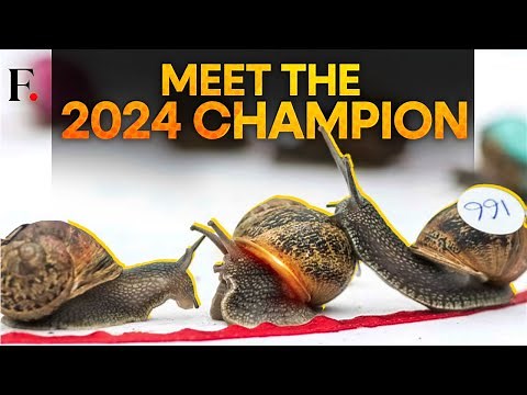UK World Snail Racing Championship 2024; Jeff, the Snail Wins