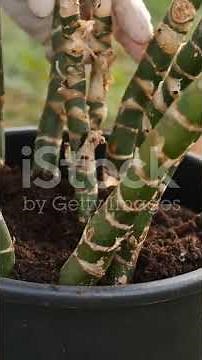 NOW YOU CAN PLANTING BAMBOO IN YOUR HOUSE GARDEN