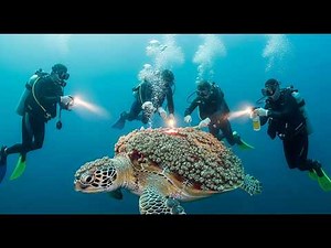 The Turtle Buried in Barnacles — A Rescue Against Time