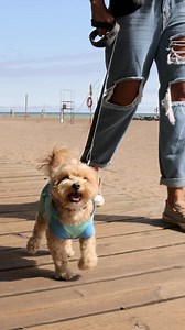 Just add water and let Max Chill do the rest! This summer gear will help keep your dog cool for longer on hot days 流 | Canada Pooch | Facebook