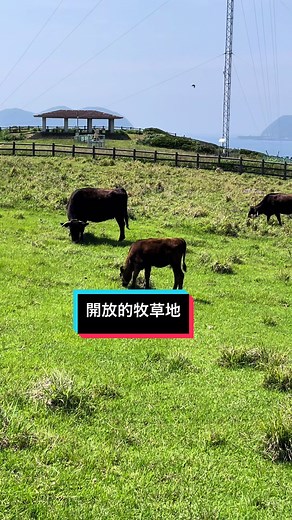 杉ノ原放牧場：佐賀県の癒しの風景