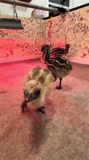 Mid week emu chick update