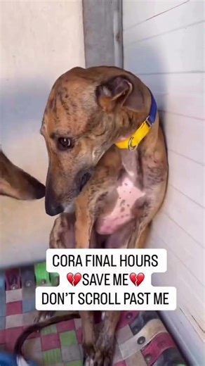 🚨 Cora is out of time 💔 Please help her fight kidney failure—donate via link in bio 🐾🙏