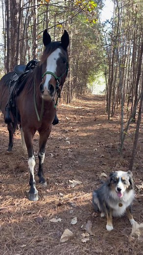 Nuevo Brida Sin Embouchure para tus compañeros de senderismo
