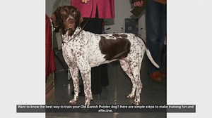 Effective Training Tips for Your Old Danish Pointer