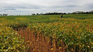 Soybean School: The method behind maturity ratings (and at what stage is it okay to get frost?)