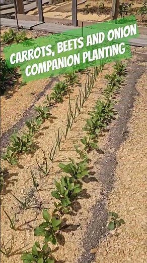 companion planting carrots, beets and onions