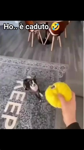 4.4K views · 45 reactions | #dogcare #dispettoso | Raffaella Crispino | Facebook