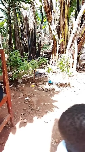 Vanice_. (@vanice_39)’s videos with original sound - VINCENT_OGOLS