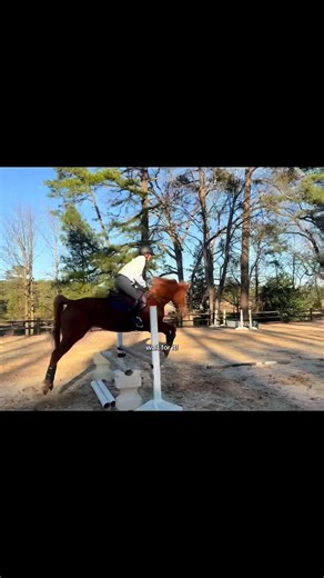 The Journey of Show Jumping: Progress with Arabian Horses