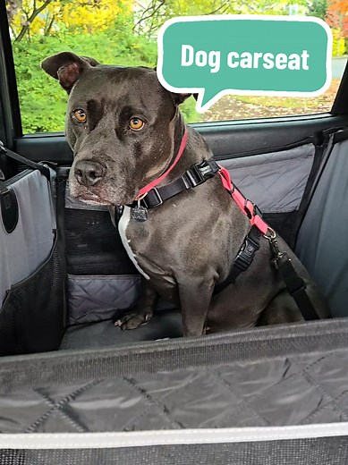 Transform Your Dog's Travel Experience with This Car Seat
